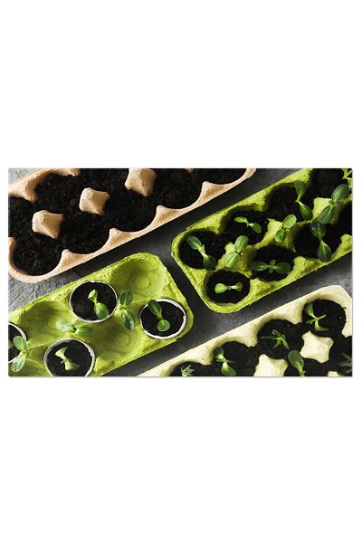 StoryGift Romania Tablou Canvas Cu Gradina Proprie: Plante, Agricultura Si Sustenabilitate