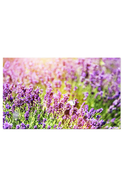 StoryGift Romania Tablou Canvas: Camp De Lavanda In Provence - Arome Si Culoare