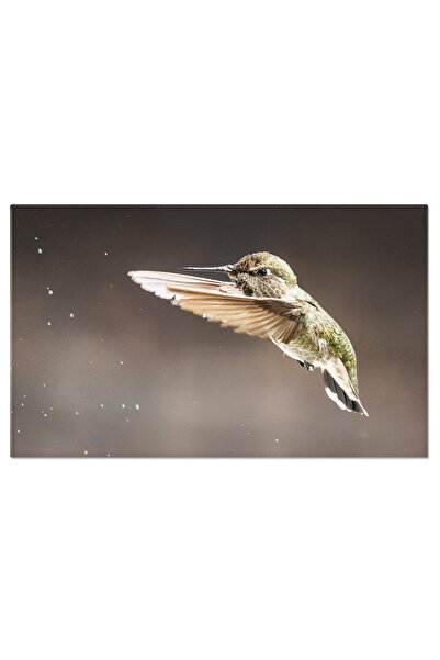 StoryGift Romania Tablou Canvas Colibri Anna, Mascul, Zbor, Joaca Cu Fantana,...