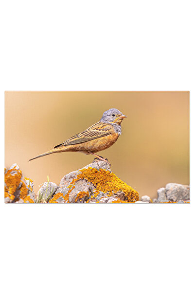 StoryGift Romania Tablou Canvas 40 x 25CM - Emberiza, Pasari Splendide si Nat...