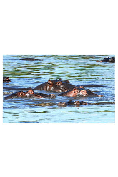 StoryGift Romania Tablou Canvas Hipopotami In Safari - Viata Salbatica Africana