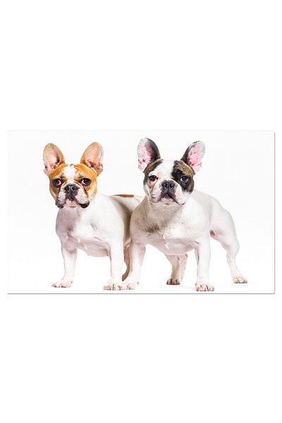 StoryGift Romania Tablou Canvas - French Bulldog: Caine De Rasa In Toata Splendoarea Sa