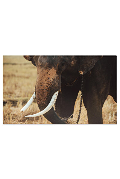 StoryGift Romania Tablou Canvas Elefant In Padure La Apus Natura, Animale Sal...