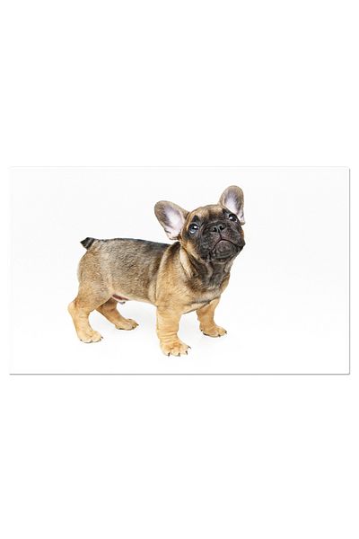 StoryGift Romania Tablou Canvas - Catelus Bulldog Francez Dragalas