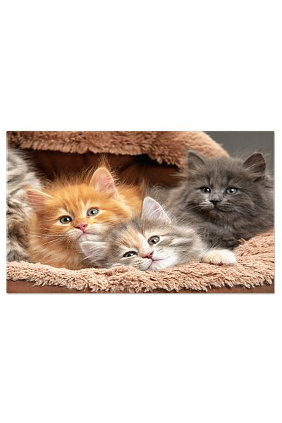StoryGift Romania Tablou Canvas Pisici Mici La Relaxare - Momentul Perfect Al Somnului In Grup