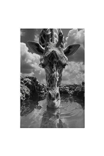 StoryGift Romania Tablou Canvas: Portret Alb-negru Cu Girafa Care Isi Apleaca...