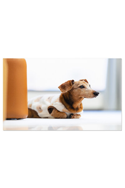 StoryGift Romania Tablou Canvas Caine Dachshund In Pijama, Culcat Pe Podea Da...