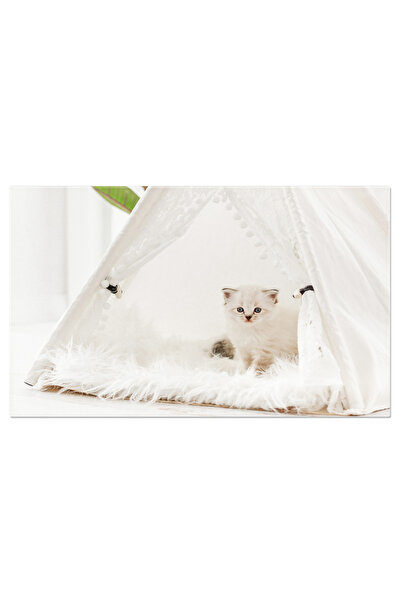 StoryGift Romania Tablou Canvas - Ragdoll Adorabil: Portret In Interior Cu Draperii