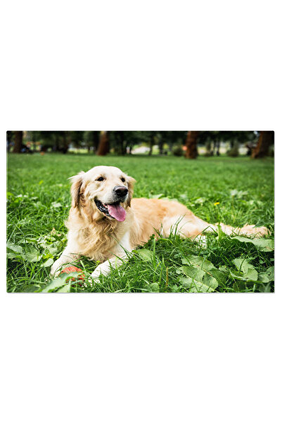 StoryGift Romania Tablou Canvas Retriever Auriu Amuzant Odihnindu-se Pe Gazon...