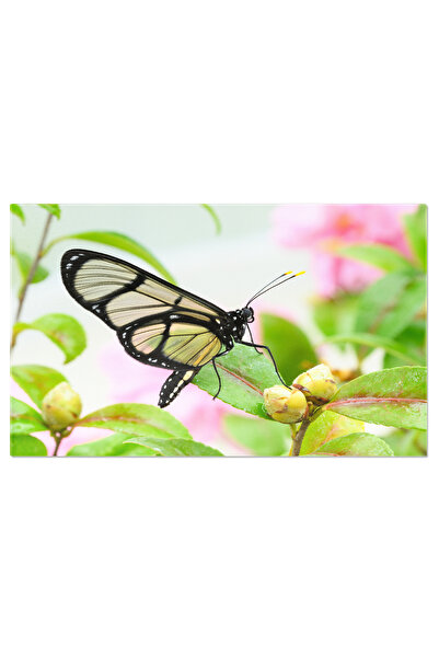 StoryGift Romania Tablou Canvas Fluture Tropical Glasswing Printre Flori Roz ...