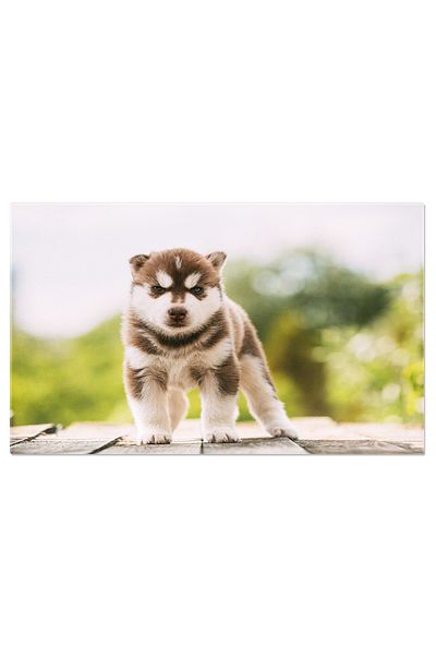 StoryGift Romania Tablou Canvas Pui De Husky De Patru Saptamani Animal, Husky, Catel, Alb, Brun, Privire 2033