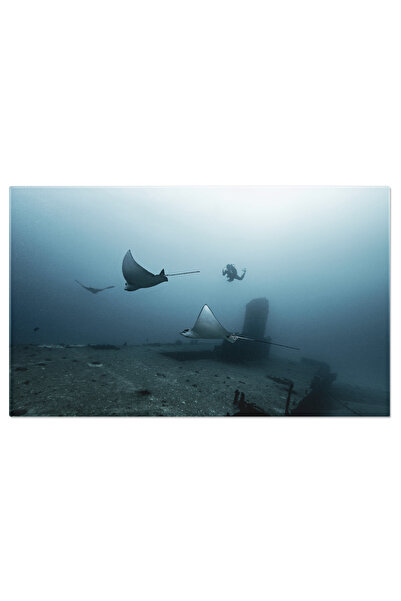 StoryGift Romania Tablou Canvas Raie De Vultur Glisand Deasupra Unei Epave In...