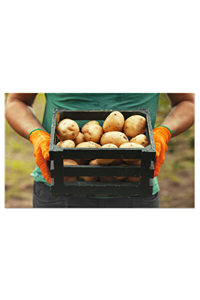 StoryGift Romania Tablou Canvas - Recoltarea Cartofilor: Agricultura Si Munca...