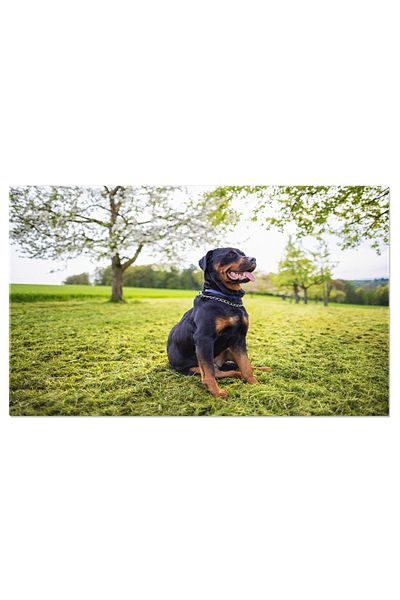 StoryGift Romania Tablou Canvas Caine De Rasa Rottweiler Sta Pe Lunca Sub Un Pom Natura, Animale, Iarba, Primavar