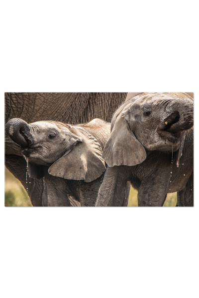 StoryGift Romania Tablou Canvas: Intalnire Cu Elefanti In Habitatul Lor - Saf...