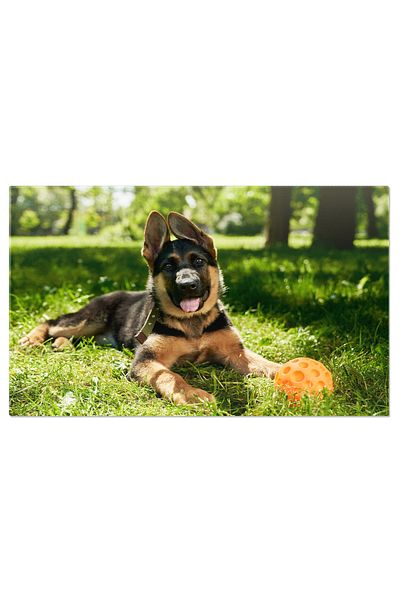 StoryGift Romania Tablou Canvas Catea Ciobanesc German Joaca Cu Minge In Parc, Dog, Catea, Ciobanesc German, Joc,