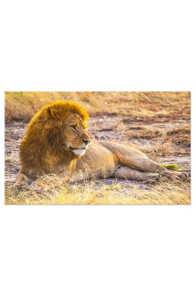 StoryGift Romania Tablou Canvas Isolata Cabana Lemn In Mijlocul Pinilor Acoperiti De Zapada, Christmas, Winter, H
