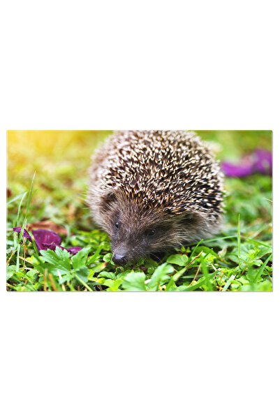 StoryGift Romania Tablou Canvas Veverita Europeana - Habitat Natural