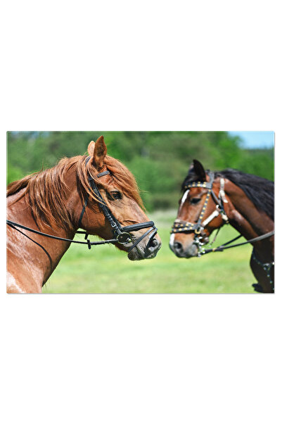 StoryGift Romania Tablou Canvas Doua Cai, Harnaament, Cal, Animale, Sport, Pr...