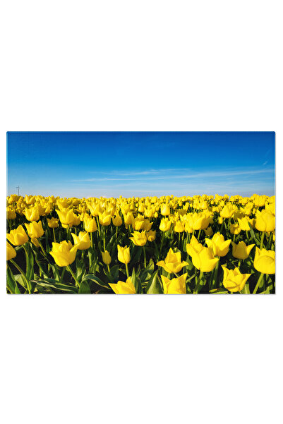 StoryGift Romania Tablou Canvas Campuri Si Pajisti Peisaj Montan, Natura, Vara, Lumina Soarelui, Relaxare. 1953