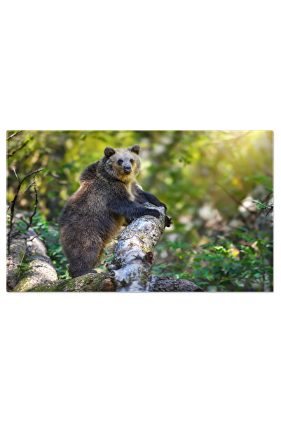 StoryGift Romania Tablou Canvas - Urs Grizzly: Portretul Unui Mare Pradator, ...