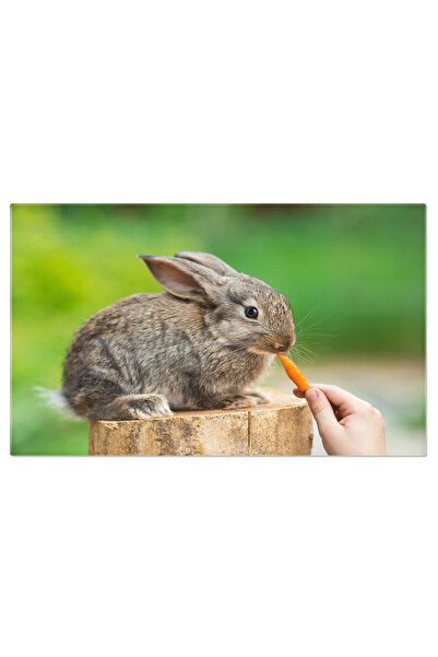 StoryGift Romania Tablou Canvas Iepuras Dragut Hranindu-se Iepure, Animal, Pr...