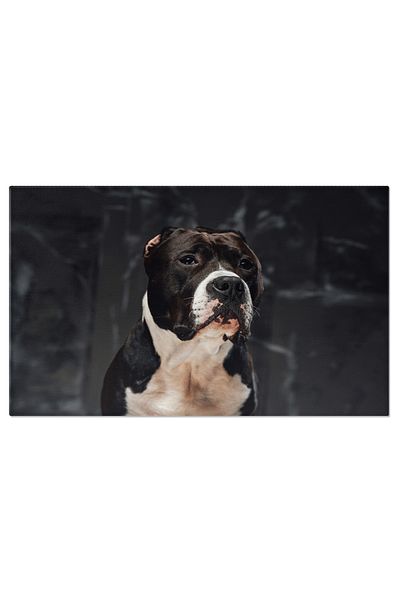 StoryGift Romania Canvas Painting 40 x 25CM - Staffordshire Terrier: Courageous, Trained and Energetic Puppy 40x2 STG