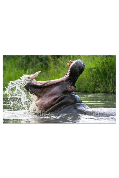 StoryGift Romania Tablou Canvas: Hipopotam Submers În Sudul Africii - Fauna S...