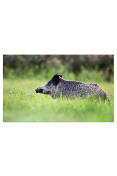 StoryGift Romania Tablou Canvas - Mistret Salbatic: Profil Lateral In Padure, Observand Frumusetea Si Forta Natur