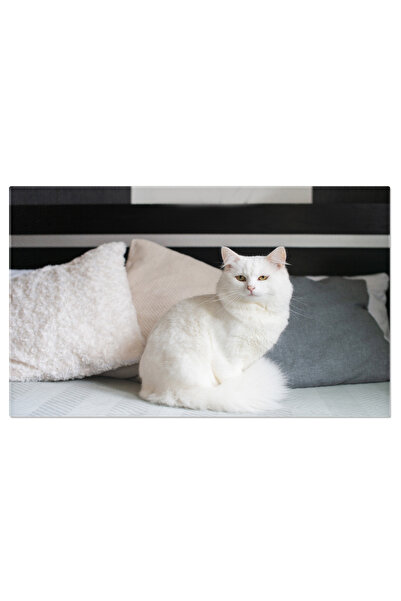 StoryGift Romania Tablou Canvas - Relaxare Felina, Pisica Alba Si Pufoasa In ...