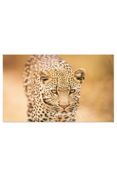 StoryGift Romania Tablou Canvas Leopard In Mers Catre Aparat, Natura, Safari, Animale, Leopard 2760