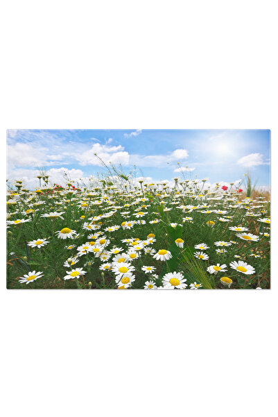 StoryGift Romania Tablou Canvas Pajiste De Primavara Cu Margarete Natura, Pri...
