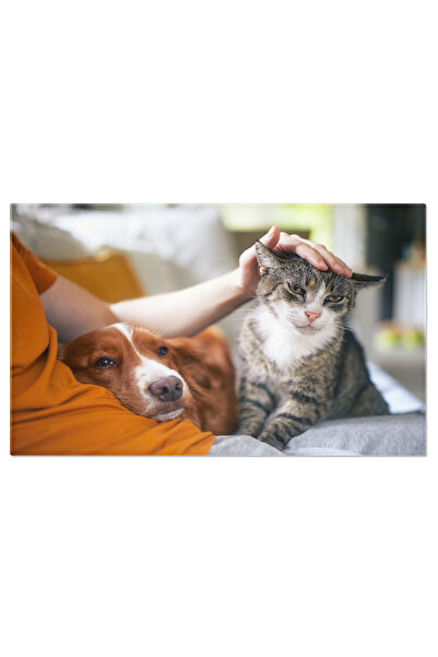 StoryGift Romania Tablou Canvas Caine De Companie Explorand Padurea Luminoasa De Toamna Animale, Toamna, Padure,