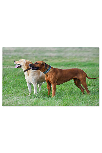 StoryGift Romania Tablou Canvas 120 X 80cm Caine In Parc Verde Caine, Borzoi,...