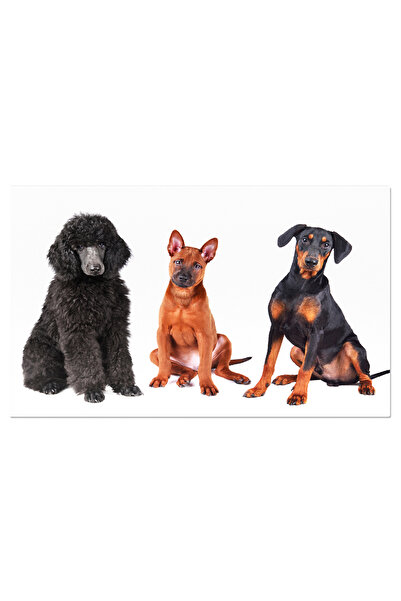 StoryGift Romania Tablou Canvas Caine Frumos Caine, Pui, Izolat, Animale, Ras...