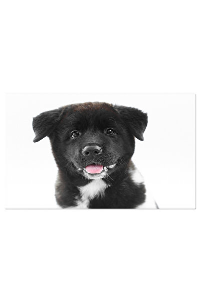 StoryGift Romania Tablou Canvas Caine Akita American Pufoas Se Uita La Camera, Akita, Animal, Pufoas, Izolat, Cai