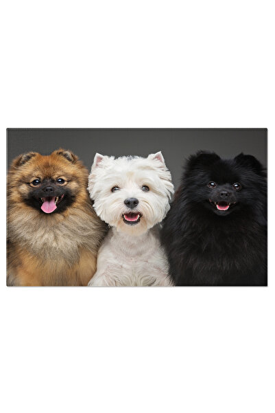 StoryGift Romania Tablou Canvas - Pomeranian Spitz: Catelus Negru Si Alb Cu P...