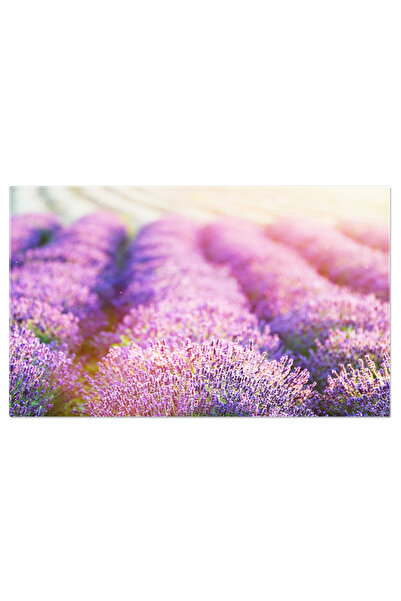 StoryGift Romania Tablou Canvas: Camp De Lavanda In Provence - Traditii Si Cu...