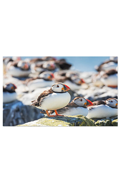 StoryGift Romania Tablou Canvas Stol De Pulpi Atlantic Pufini, Regatul Unit, ...