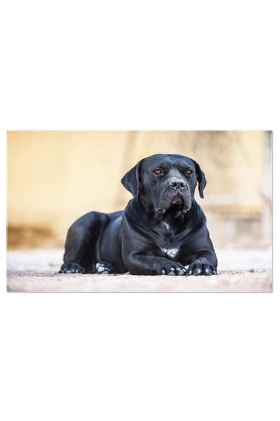 StoryGift Romania Tablou Canvas Cane Corso Negru Culcat Prieten Devot. Cane Corso, Negru, Prieten, Devot 863