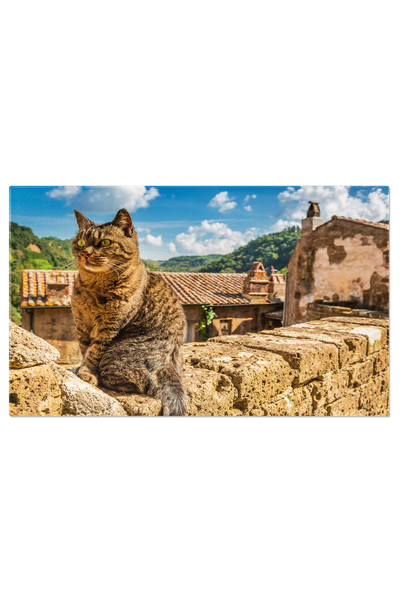 StoryGift Romania Tablou Canvas Pisica Curioasa Pe Zidul Din Piatra In Ora St...