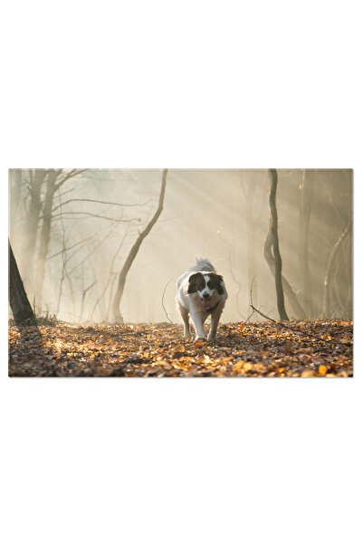 StoryGift Romania Tablou Canvas: Bucurii In Aer Liber: Caini, Padure Si Nebul...