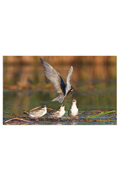 StoryGift Romania Tablou Canvas: Pasari Salbatice Zburand Deasupra Unui Lac -...