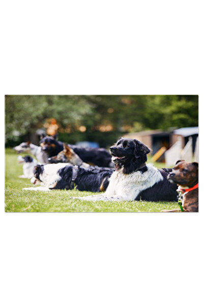 StoryGift Romania Tablou Canvas Grup De Caini In Timpul Antrenamentului Caini, Antrenament, Activitate 2265