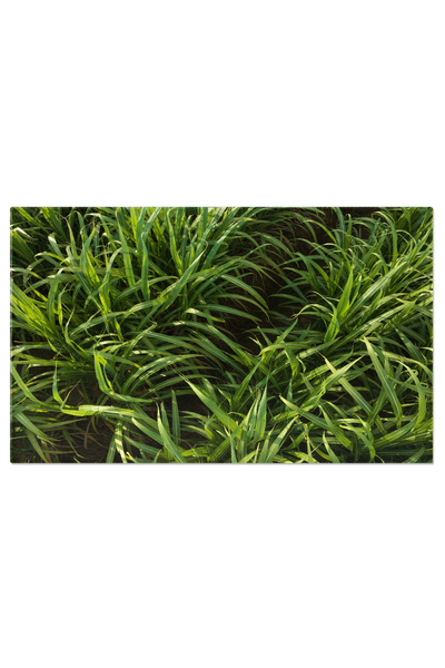 StoryGift Romania Tablou Canvas - Verdet Si Crestere: Ferme, Natura Si Peisaj...