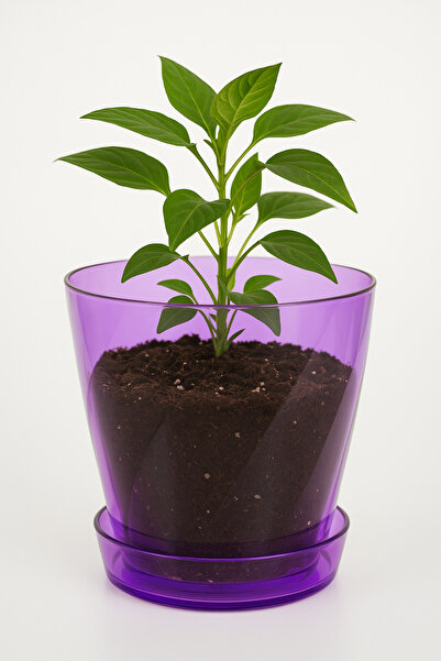 Melkan Home Şeffaf Mor Burgu Desenli Orkide Saksısı 1,3 Litre | Drenajlı, Modern Tasarım Saksı