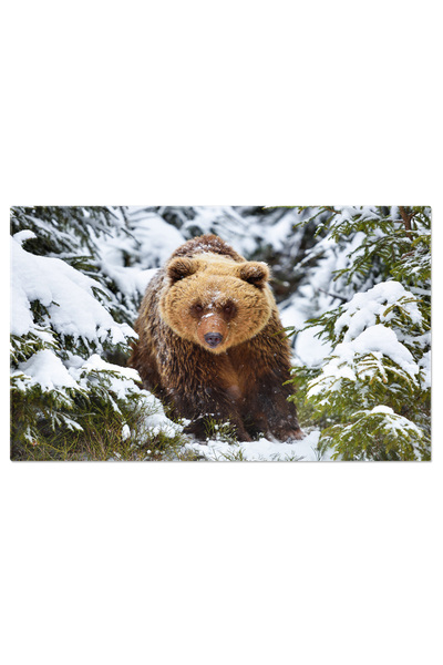 StoryGift Romania Tablou Canvas Cu Urs Grizzly - Munte Si Zapada In Habitat N...