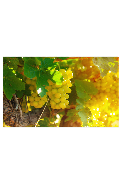 StoryGift Romania Tablou Canvas: Sezon Recolta, Vita De Vie, Natura, Fructe Suculente