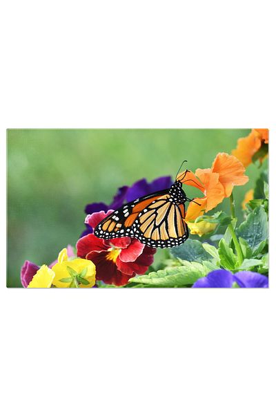 StoryGift Romania Tablou Canvas Natura In Armonie - Un Fluture In Mediul Sau Natural, Inconjurat De Flori Si Soar