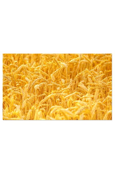 StoryGift Romania Canvas Print Golden Ears of Ripe Wheat Grow in the Rural Plain in the Warm Sunlight
